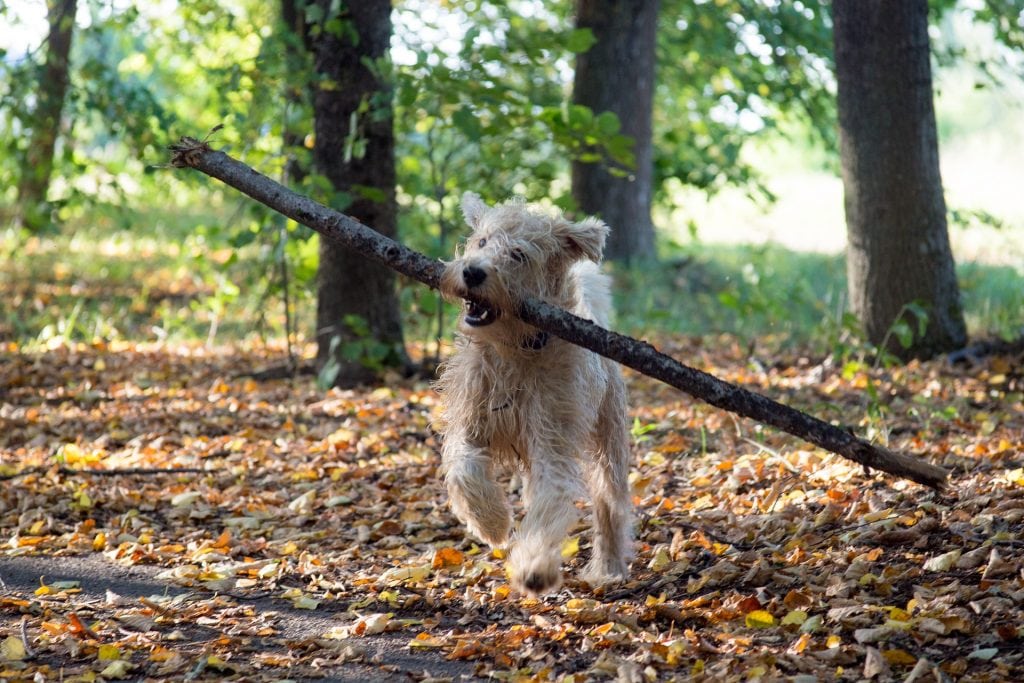 All dogs from the terrier breed group have similar physical characteristics.