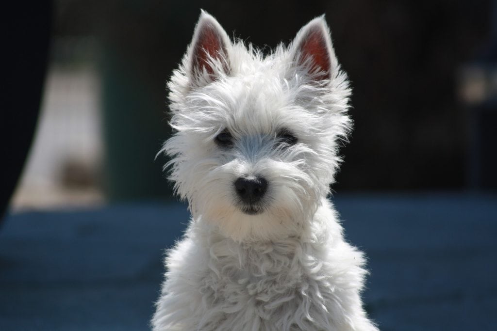 Toy dog breeds are the smallest of all breeds, hence toy dogs.