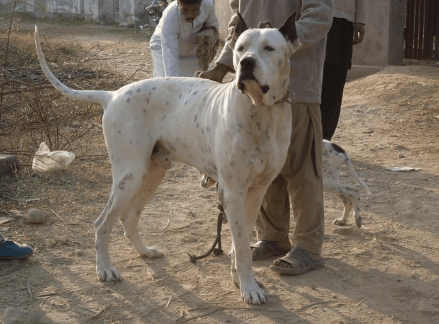 The Bully Kutta has been known to have descended from the Alaunt dogs.