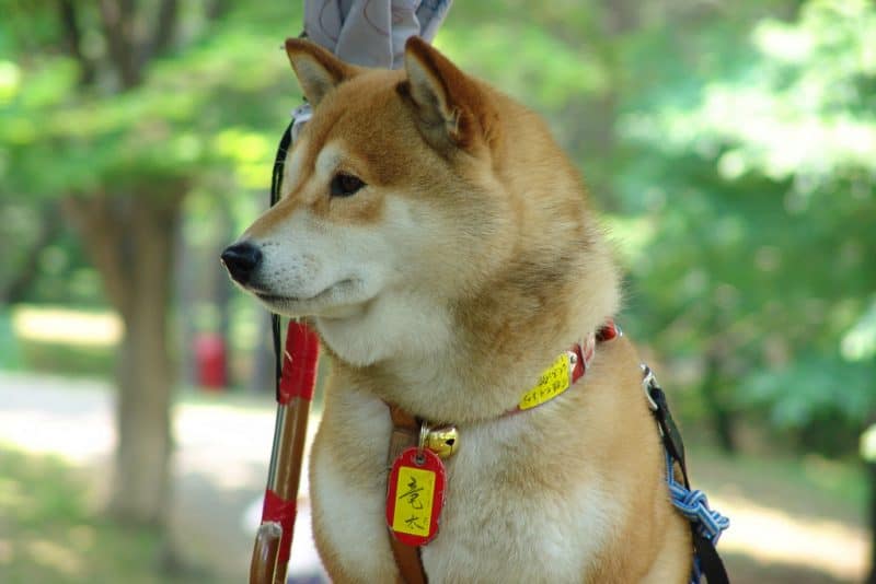 The Hokkaido Inu can be traced to over 3000 years ago, making them arguably the oldest modern dog breed in Japan.