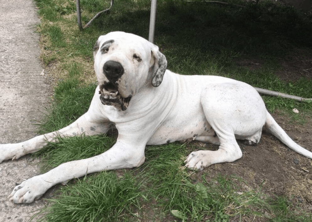 The sight of a Bully Kutta is fearsome, which explains why they're such great guard dogs.