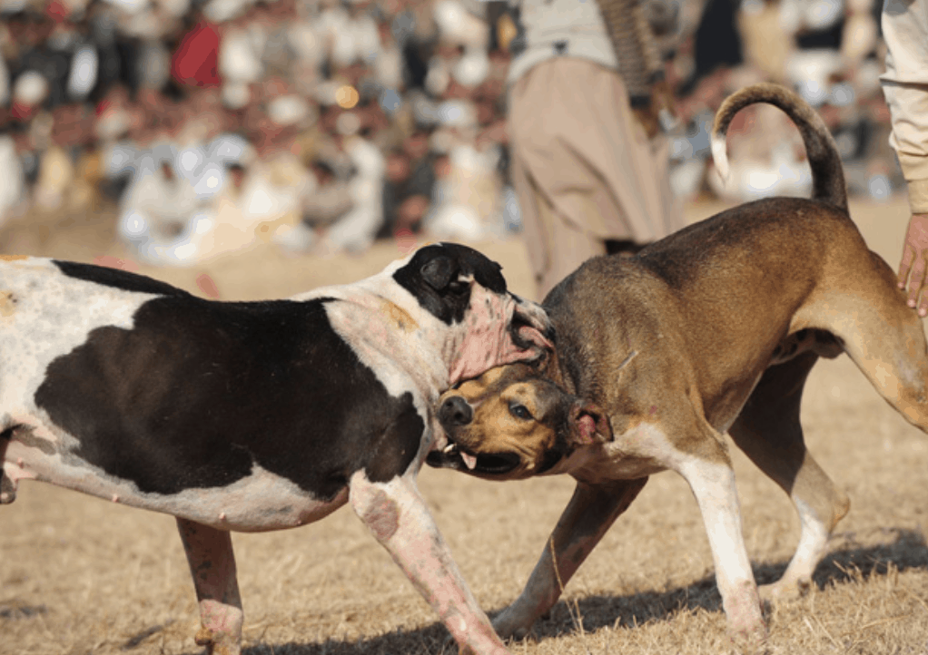 Unfortunately, these dogs are subject to dog fights all over rural regions of India and Pakistan.