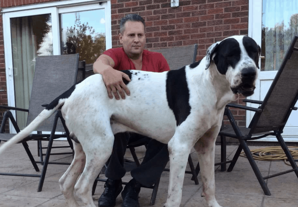 Living with a Bully can be difficult, as they often are hard to control.