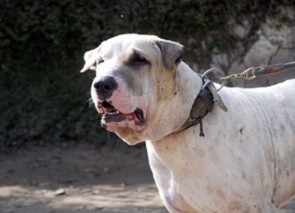 Despite popular belief, the Bully can make a great family dog.