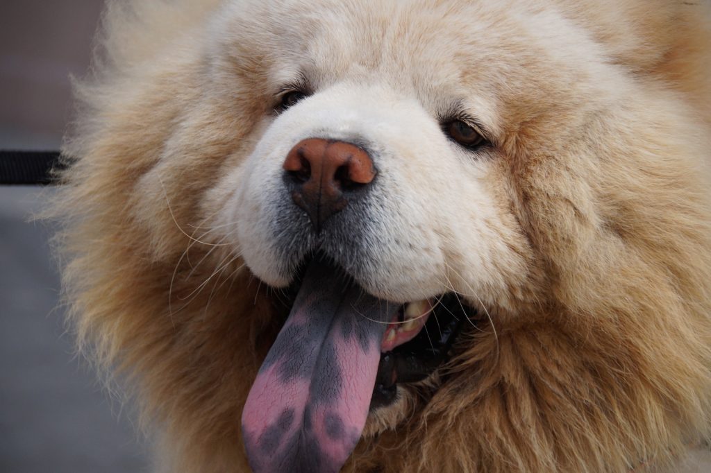 A Chow Chow has unique characteristics such as their lion-like mane and black tongue.