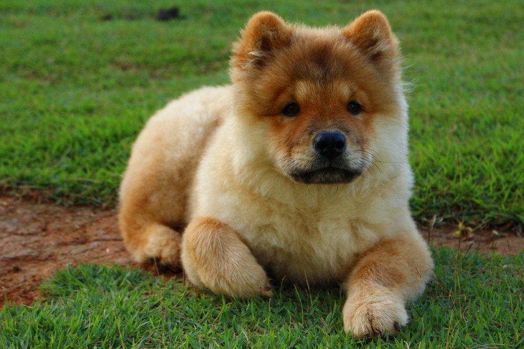 Early socialization is extremely important to ensure a friendly Chow Chow.