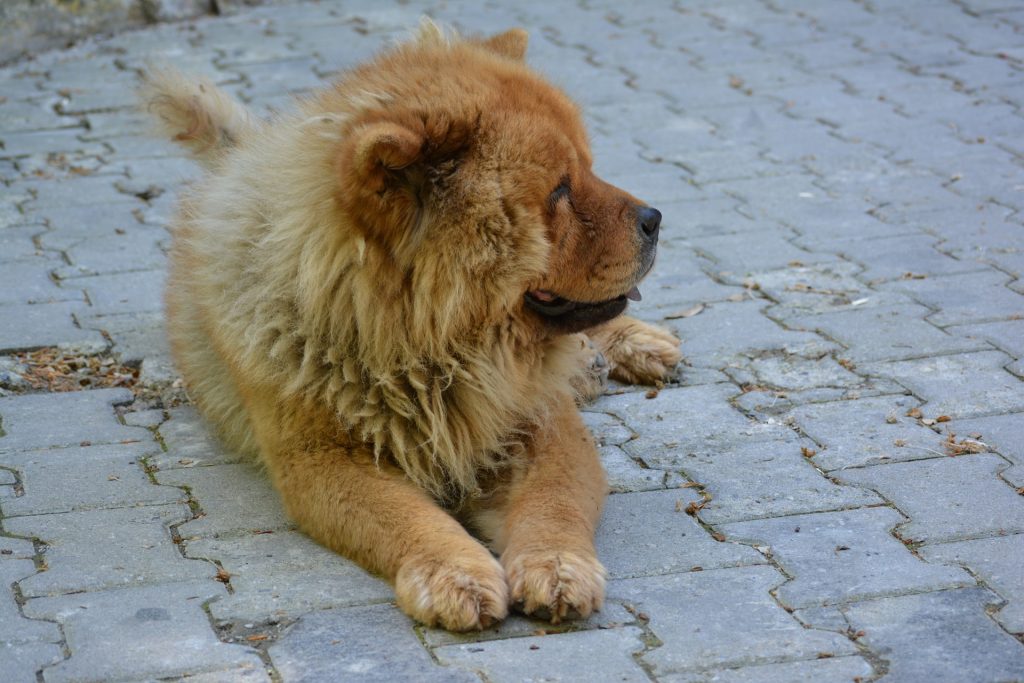 A Chow Chow's diet should consist of mainly high quality protein.