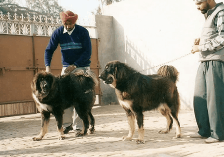 The Gaddi is a relatively independent dog, but they require a lot of grooming.