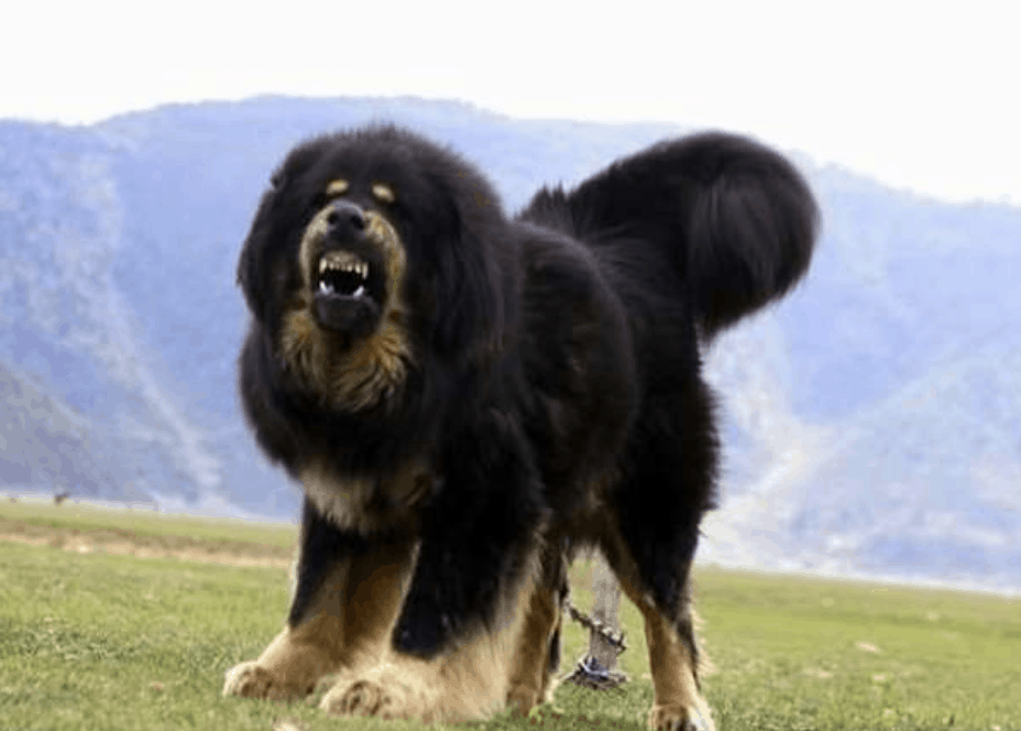 Currently, no one is sure where the Gaddi dog originated from.