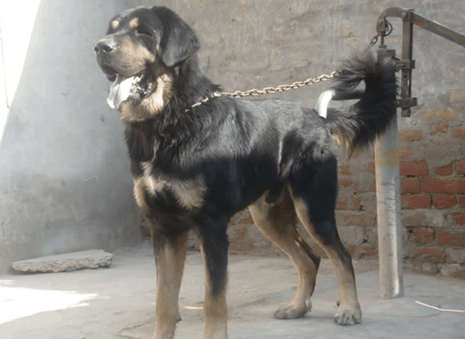 Despite popular belief, the Gaddi can make an excellent family dog.