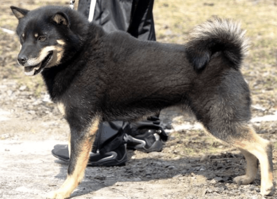 Overall, the Hokkaido is a wonderful dog and a good fit for any family.