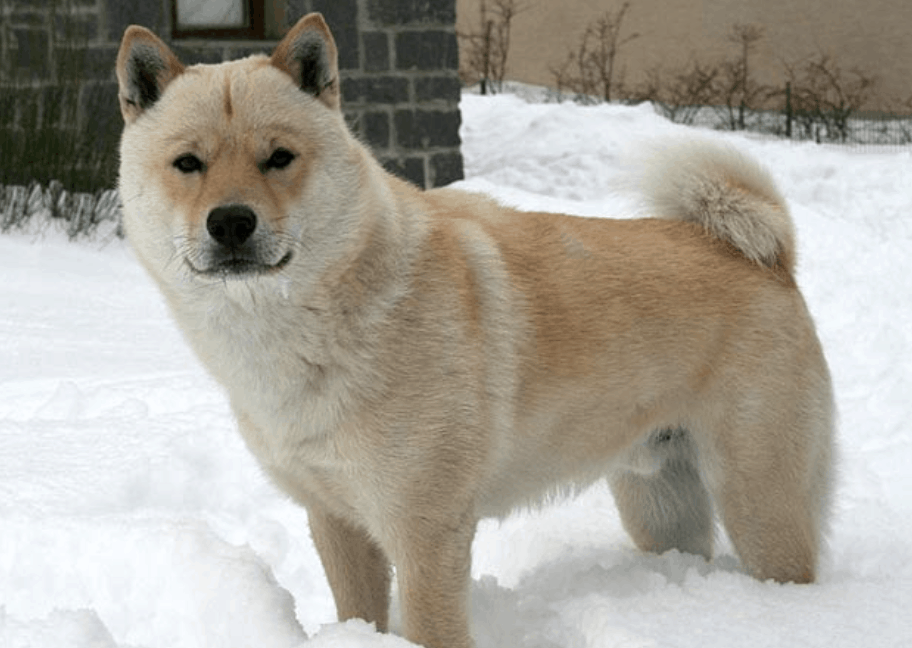 The hardest part of caring for a Hokkaido Inu is grooming, as they have double coats and shed often.