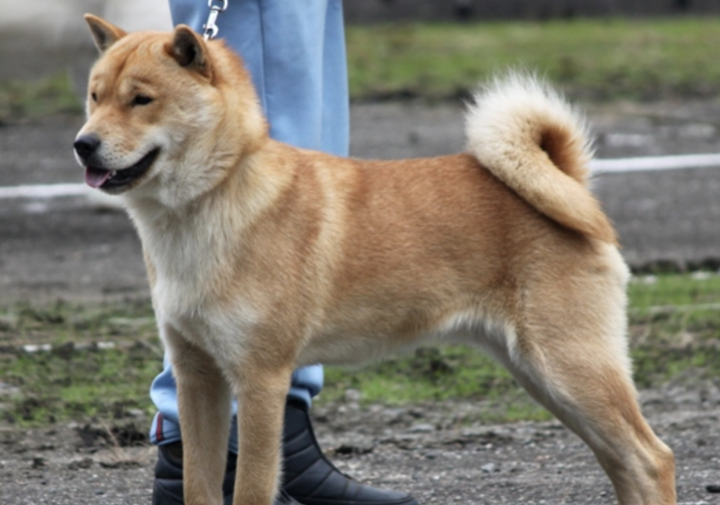The Hokkaido Inu is loving and friendly, making them excellent family dogs.