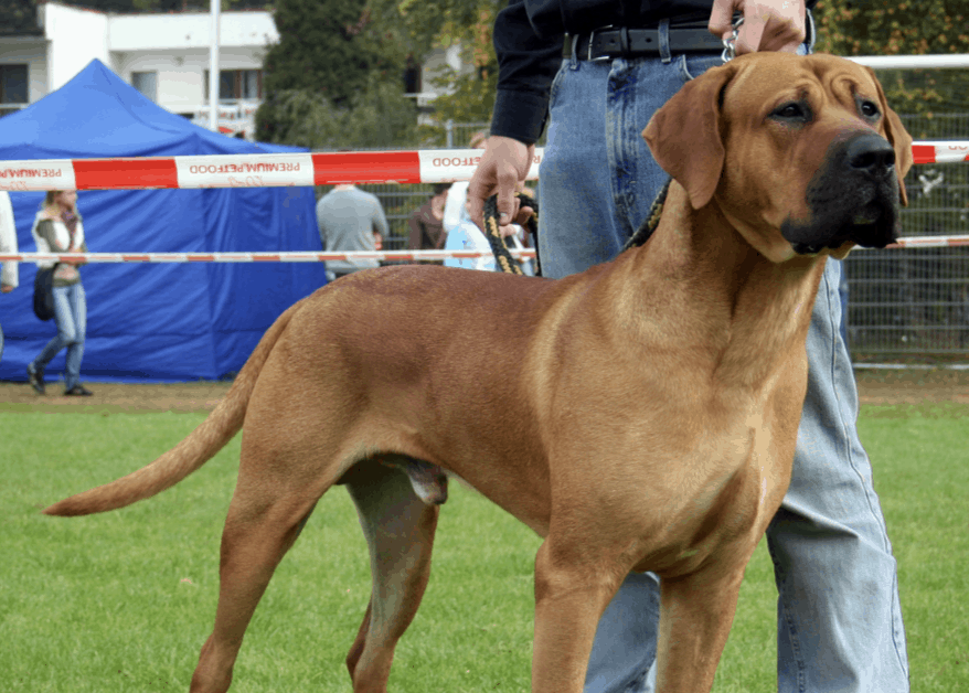 Although they are loyal by nature, the Japanese Tosa is not a great family dog due to their aggression.