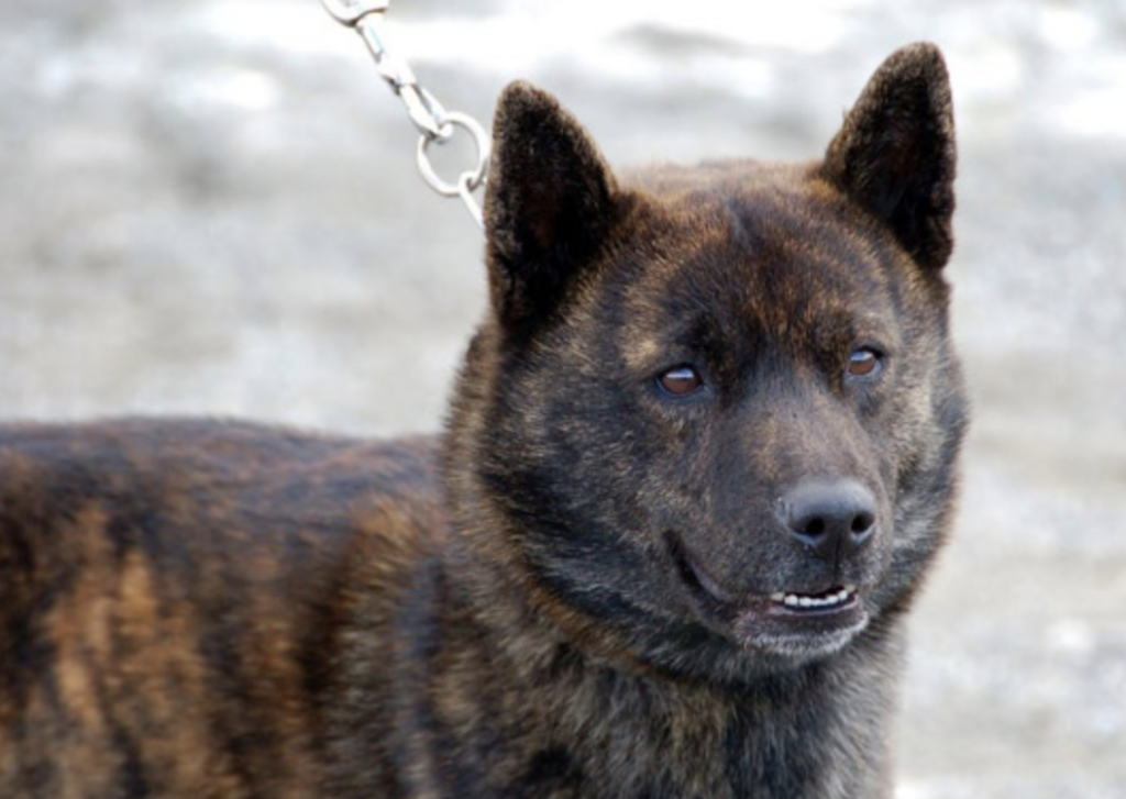 The Kai Ken originated out of Japan, being one of the six native dog breeds of the country.