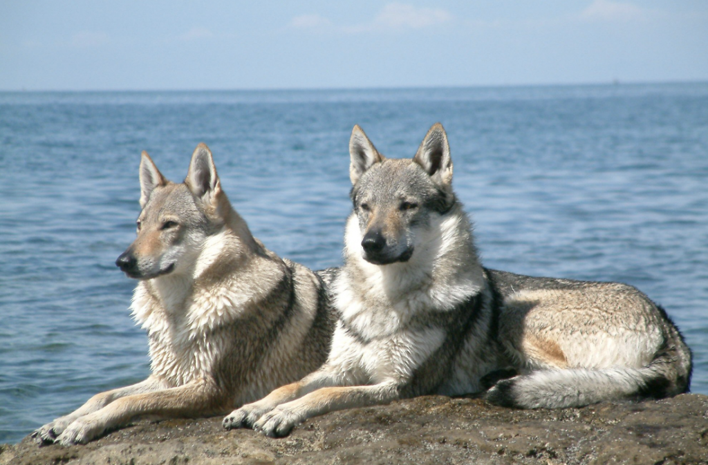 The Kunming Wolfdog was originally derived from the German Shepherd.