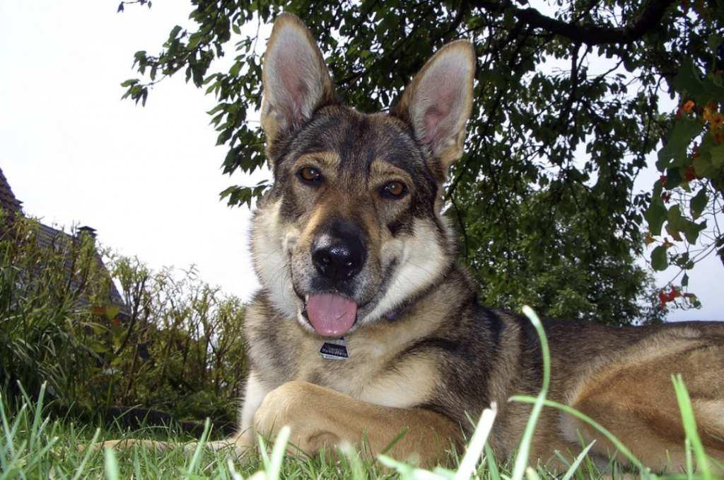 The Kunming Wolfdog can be friendly, but requires a lot of mental stimulation.
