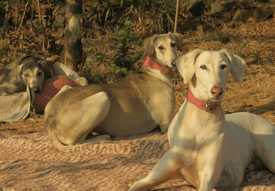The Mudhol used to serve in the Indian army, and are making its way back to the army today.