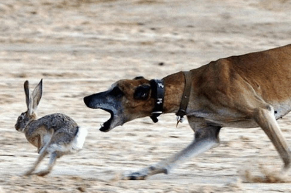 It's fairly easy taking care and living with a Mudhol as long as they've been properly trained.
