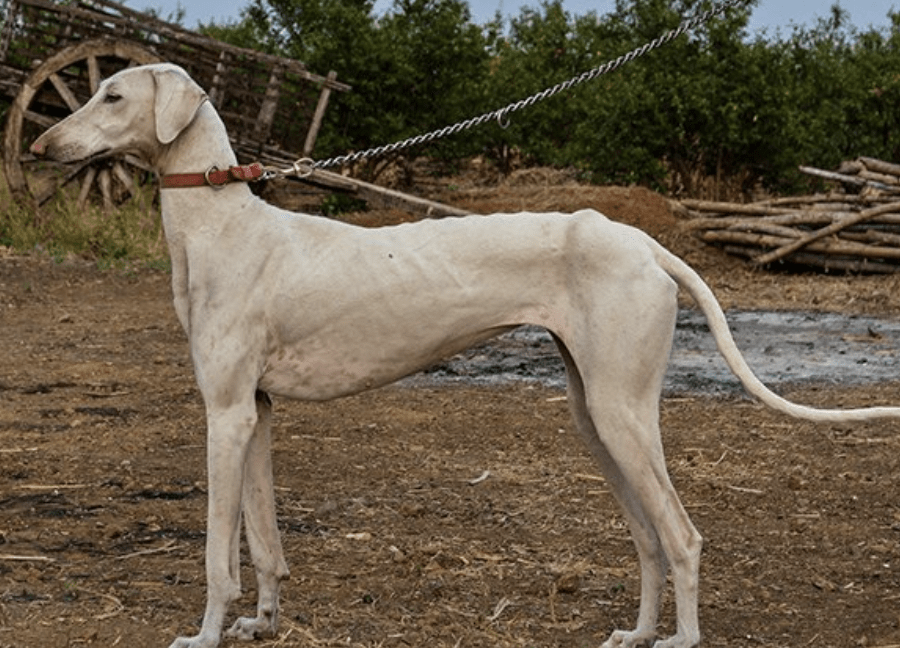 The Mudhol resembles very closely to a Chippiparai dog.