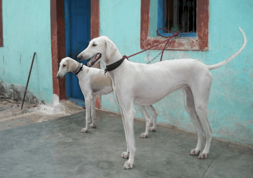 The Mudhol Hound can experience a lot of anxiety unless properly socialized early on.
