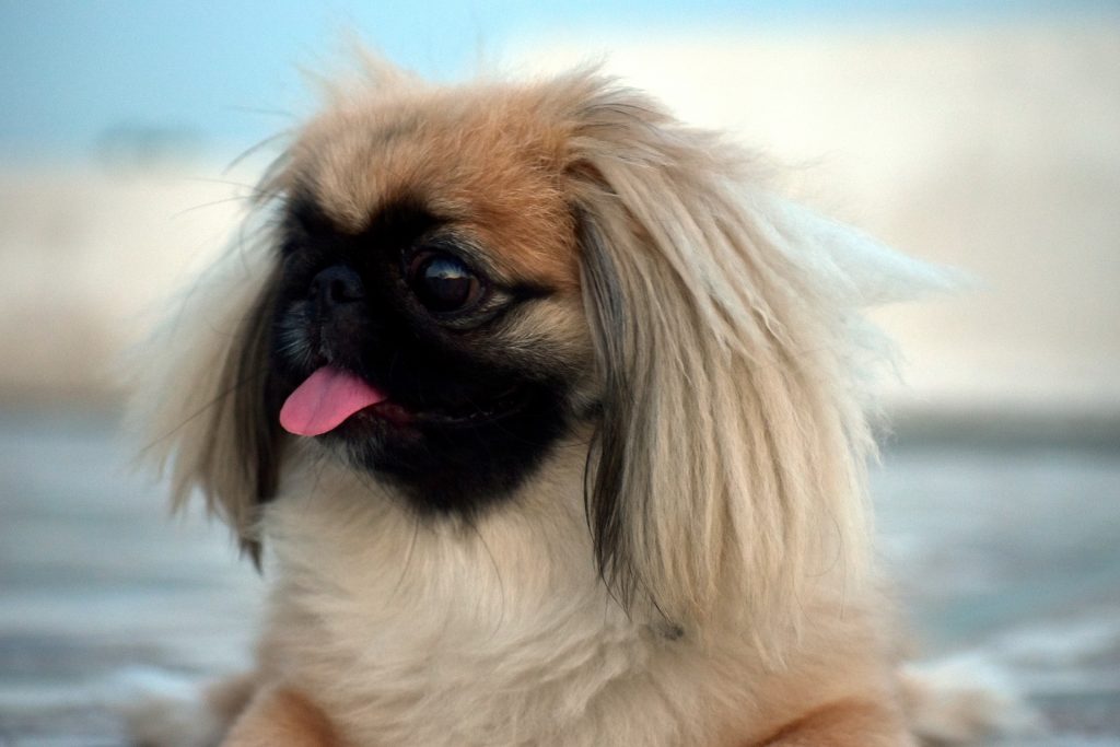 Although they're considered dumb dogs, a Pekingese is willing to learn.