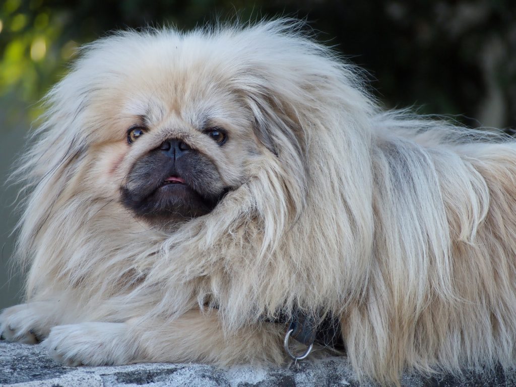 A Pekingese needs a normal diet schedule like all dogs.