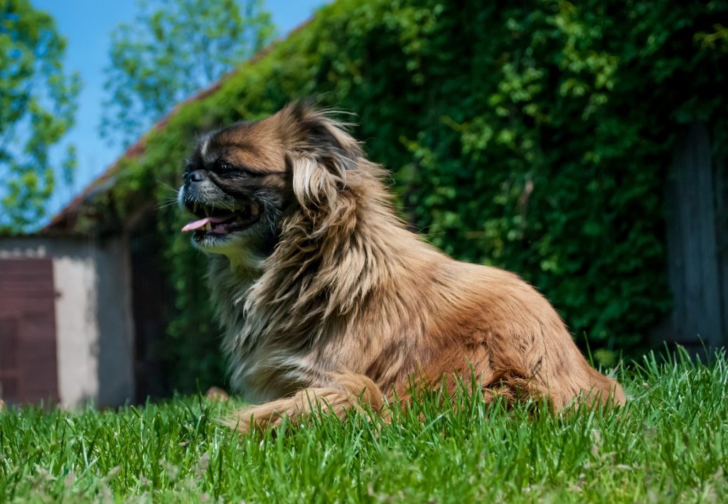 Grooming a Pekingese takes a long time because of their long hair coat.
