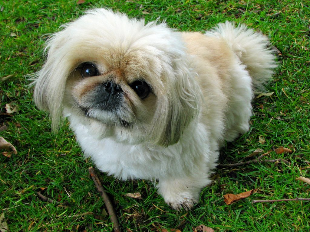 The Pekingese is relatively unhealthy and are prone to many health problems.