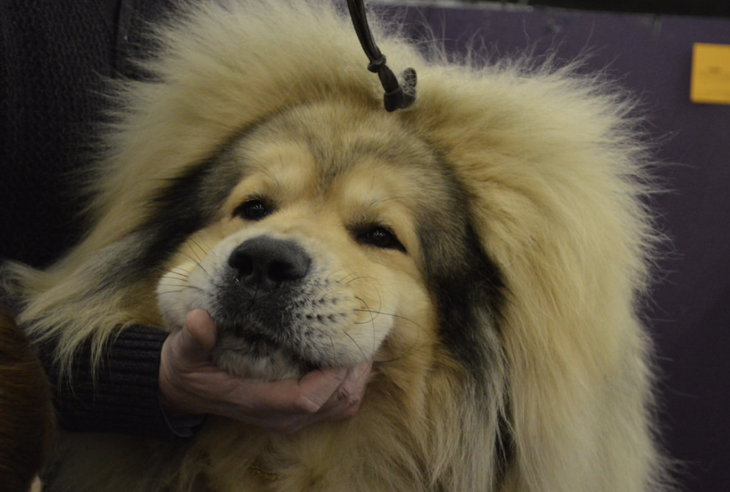 These dogs are difficult to train and are not recommended for new owners.