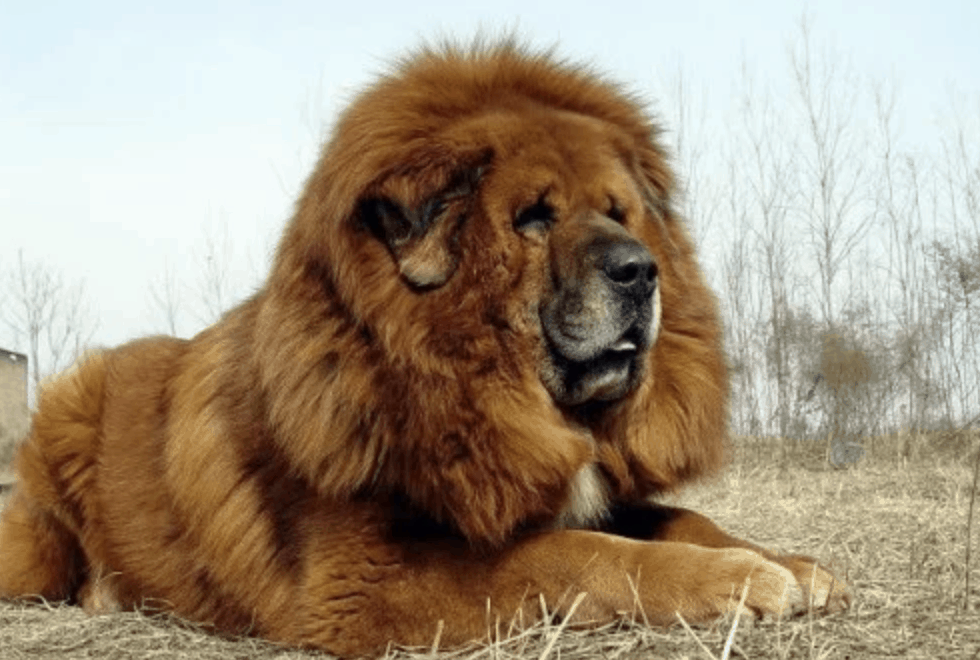 The Tibetan Mastiff originated from the nomadic tribes of Tibet, China and Mongolia.