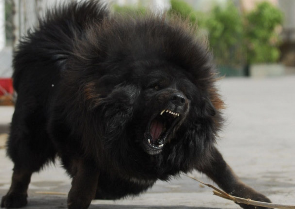 The Tibetan Mastiff is a fierce dog, making them perfect as guardians of your home.