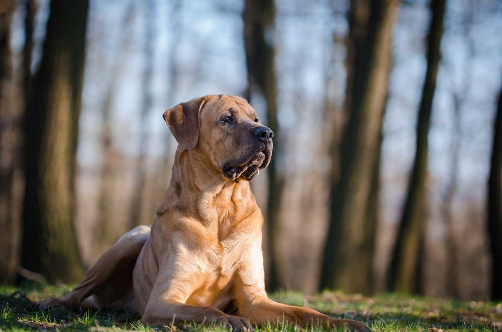 The Tosa Inu is one of the most fierce dog breeds to originate from Japan.