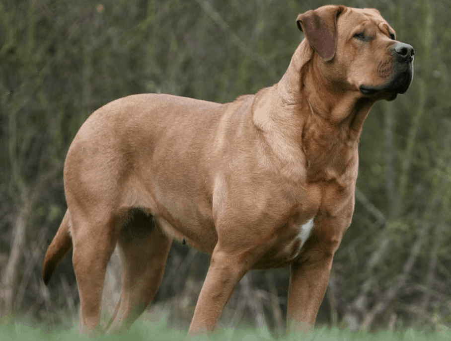 The Tosa Inu you see today is a cross from many different European dog breeds.