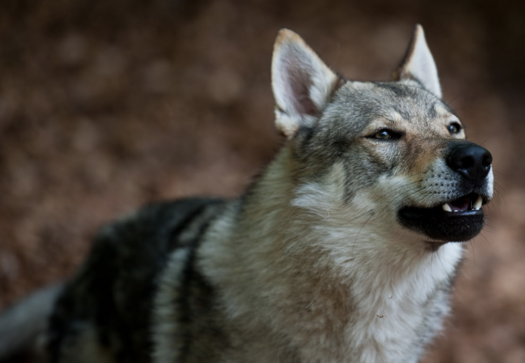 Caring for your Kunming wolfdog is relatively easy, but requires grooming, especially during their shedding season.