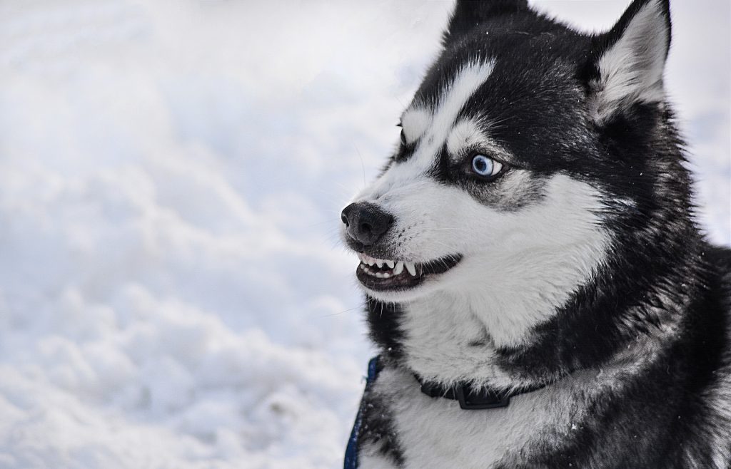 Huskies are generally fun and loving dogs, but can also be aggressive and dangerous.