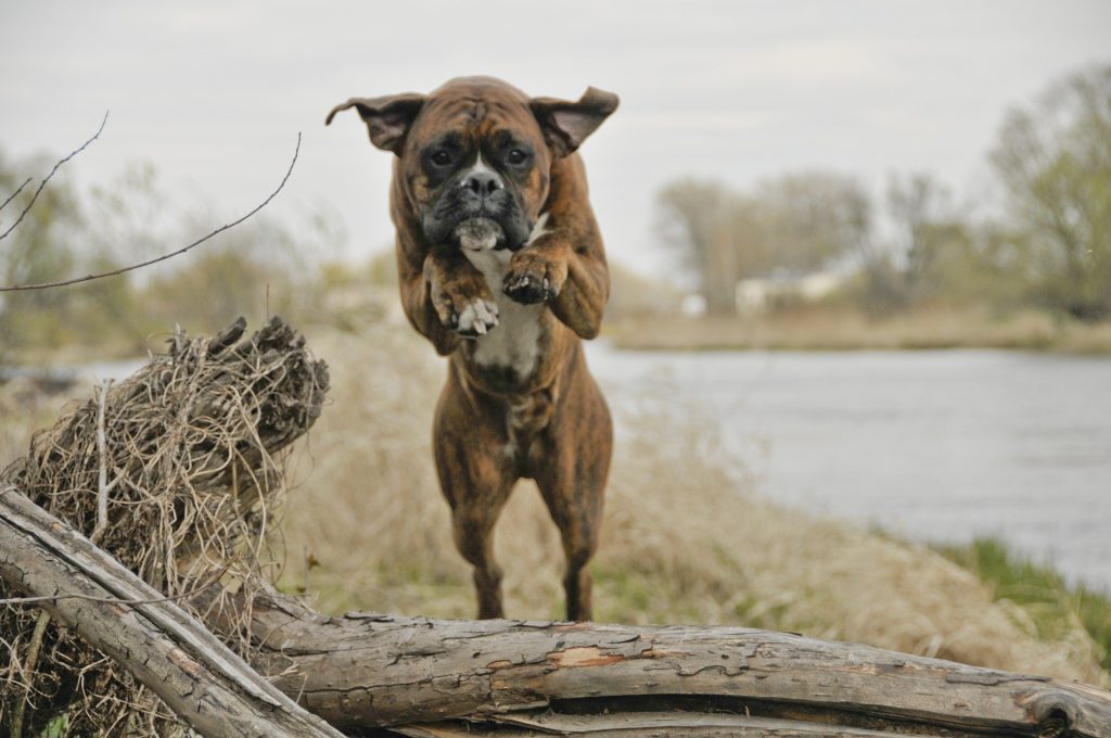 Pound for pound, the boxer is one of the strongest dogs, which can make them dangerous.