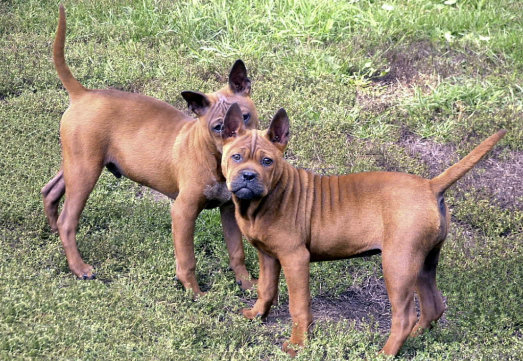 Caring for your Chongqing is relatively easy, as they have short coats.