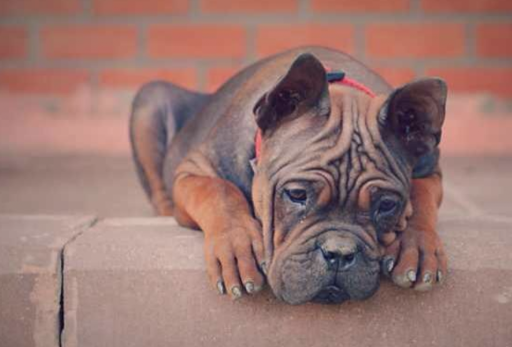 The Chongqing dogs were thought to have originated over 2000 years ago.