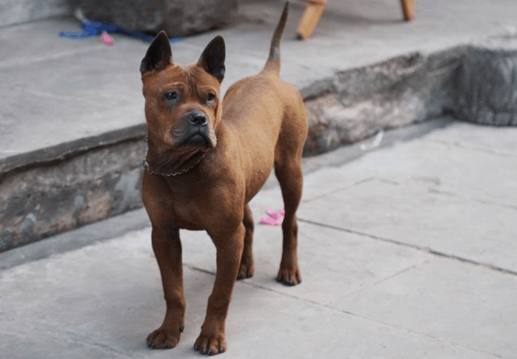 Chongqing dogs are highly devoted and known for their extreme loyalty to the owner.