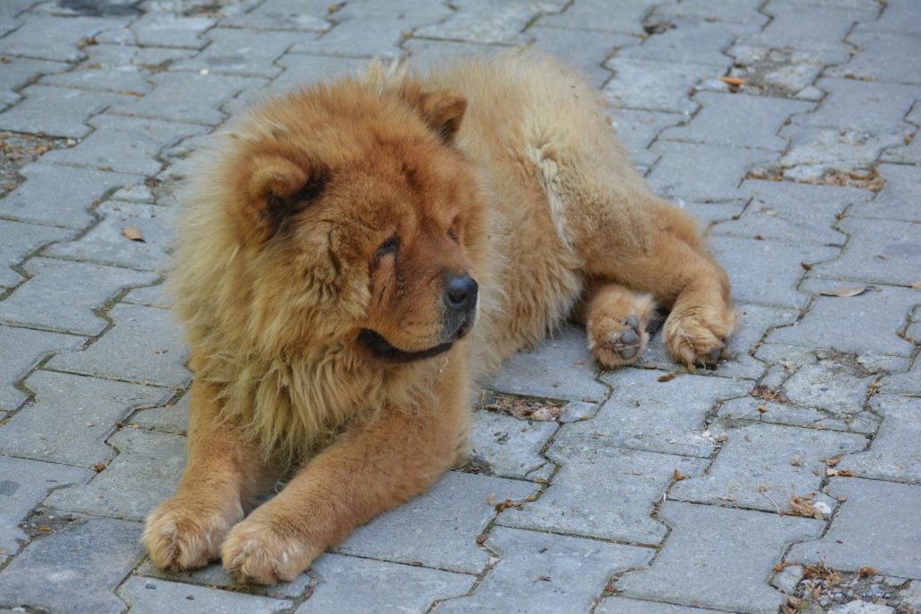 A Chow Chow is naturally aggressive, making them dangerous dog breeds.