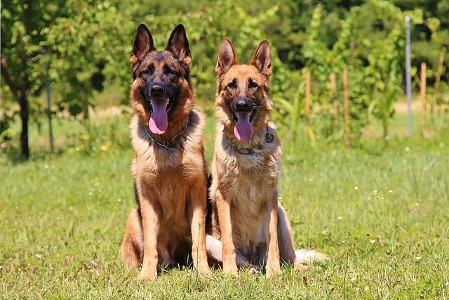 When it comes to German dogs, there are more dog breeds than just the German Shepherd.