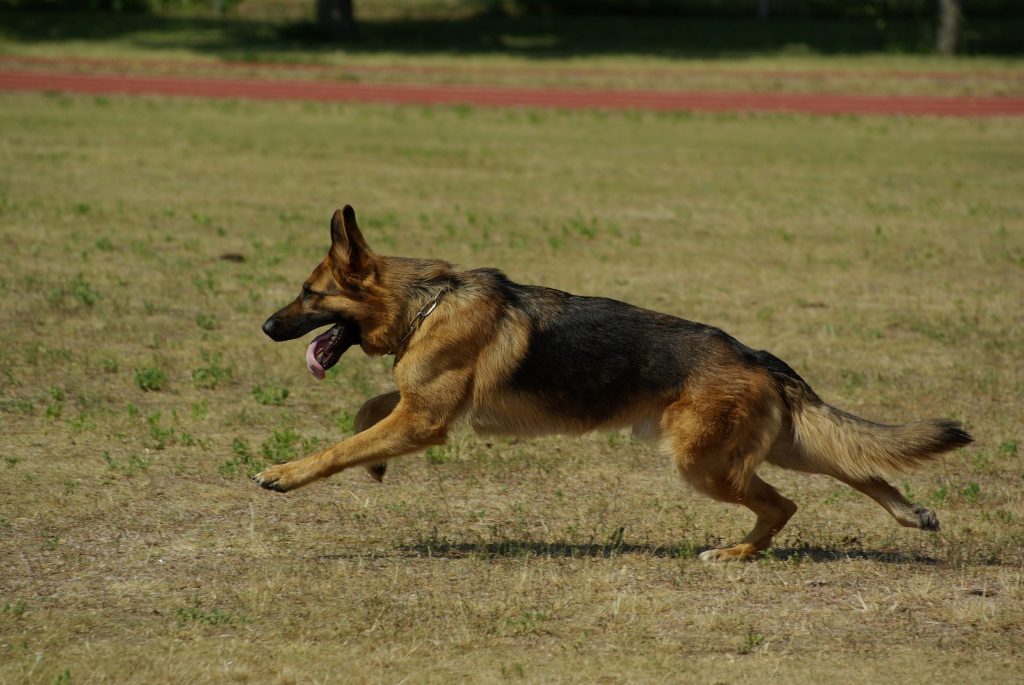 With so much strength and size, the German Shepherd is one of the most deadly and dangerous dog breeds.