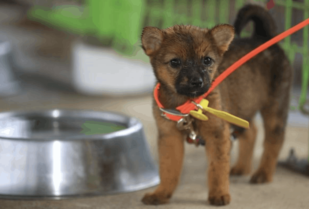Many believe that the Jeju dog may have originated from China over 3000 years ago.