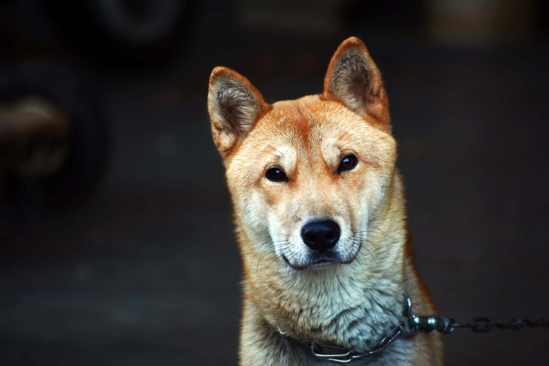 6 Korean Dog Breeds That You Should Know Now.