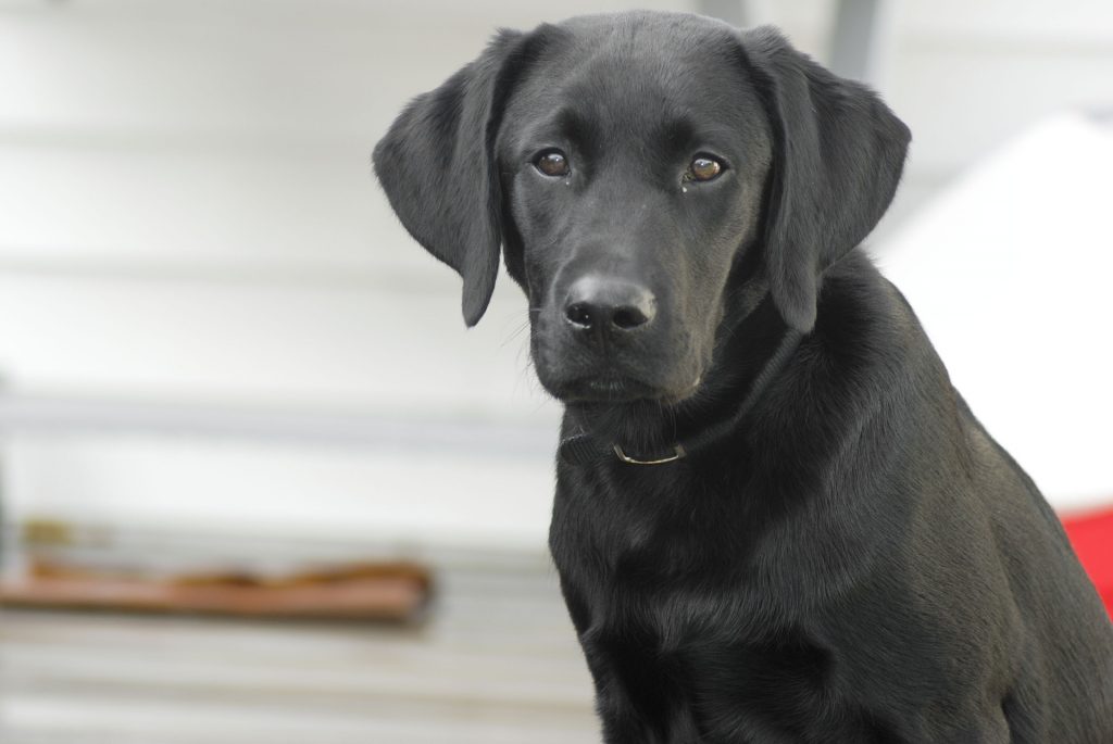 The Labrador Retriever makes the list of most dangerous dog breeds because there are too many of them in the US.