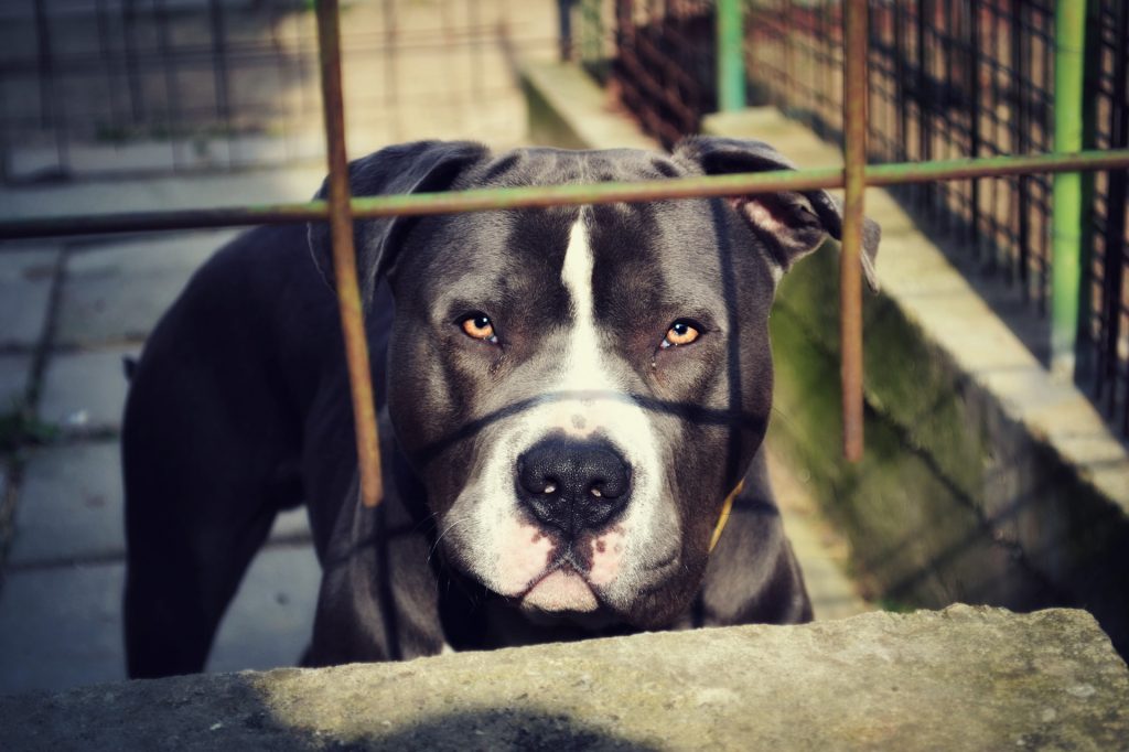 The Pit Bull is the most dangerous dog in the world.