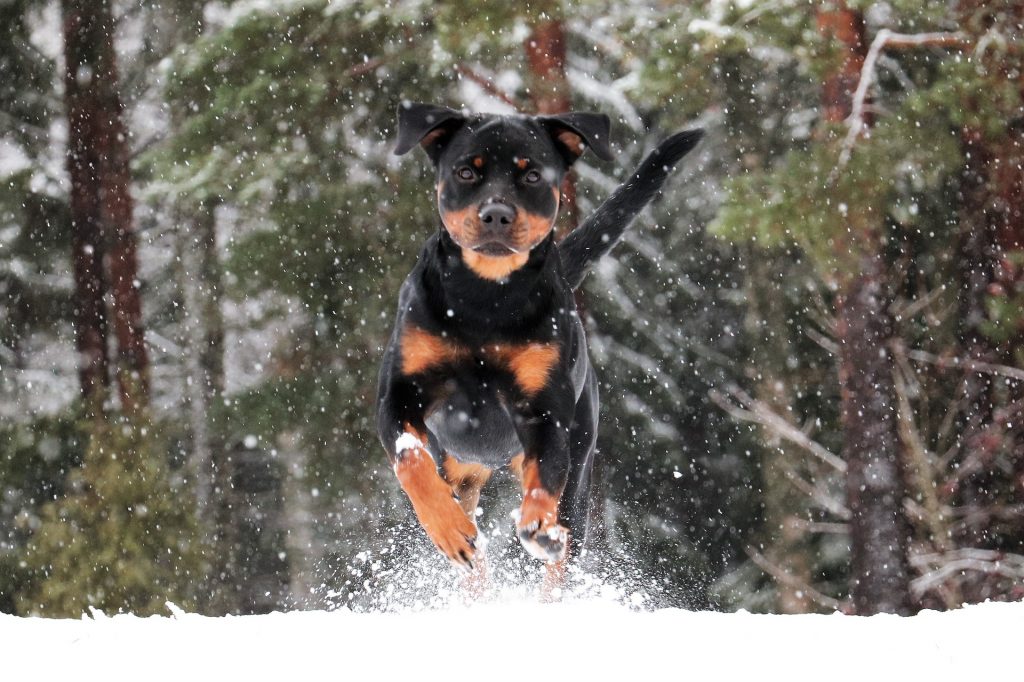 The Rottweiler ranks second among all dog breeds for most dangerous dogs.