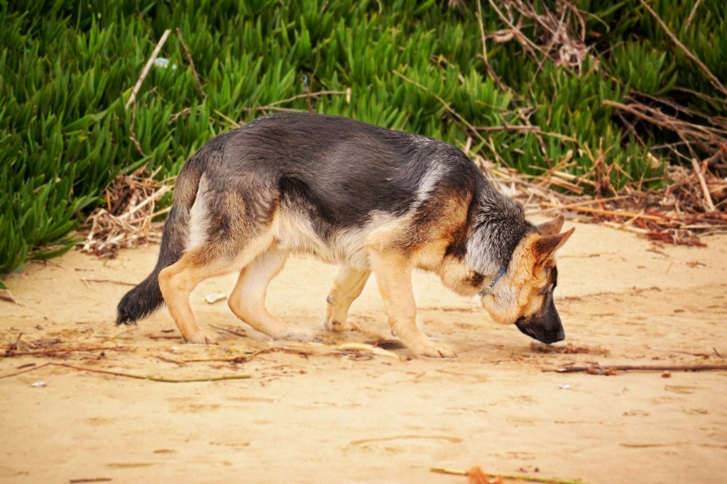 There are many reasons why dogs eat poop, and many of them can be fixed.