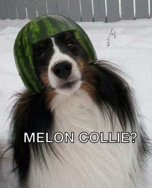 A border collie dog wears a melon helmet.